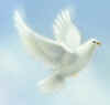 Dove Img.jpg (850622 bytes)